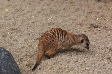 Kumu kazan mirketler
