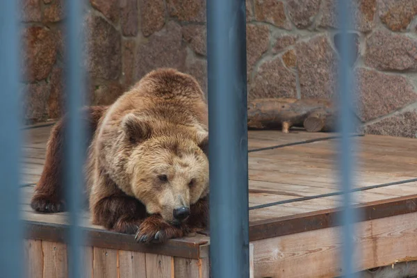 Medvěd Hnědý Leží Kleci — Stock fotografie