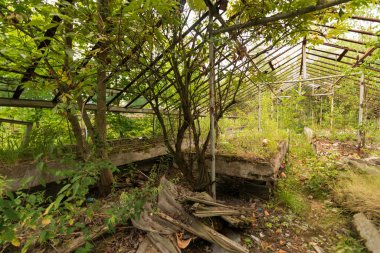 Metal eski ve fazla gelişmiş sera