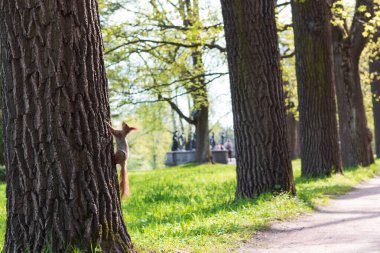 Parktaki ağaçta bir sincap