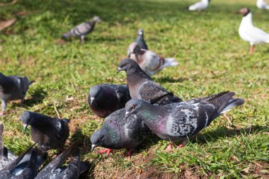 seagulls and doves on the grass