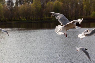 seagull flying over the pond