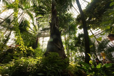 Botanik bahçesindeki tropikal bir çevrede bitkiler