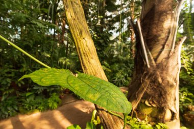 Botanik bahçesindeki tropikal bir çevrede bitkiler