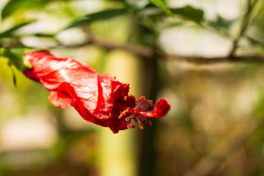 Bir şişe kırmızı çiçek.