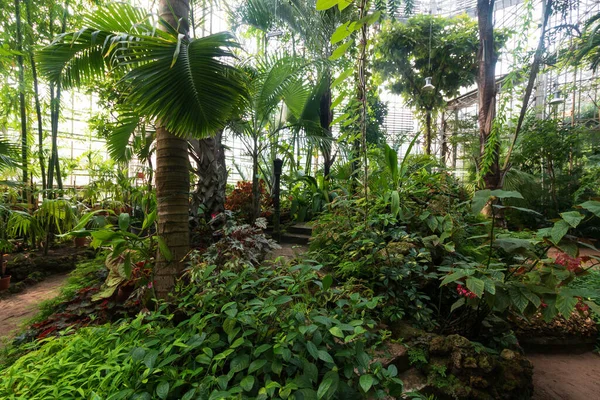 Tanaman Lingkungan Tropis Taman Botani — Stok Foto