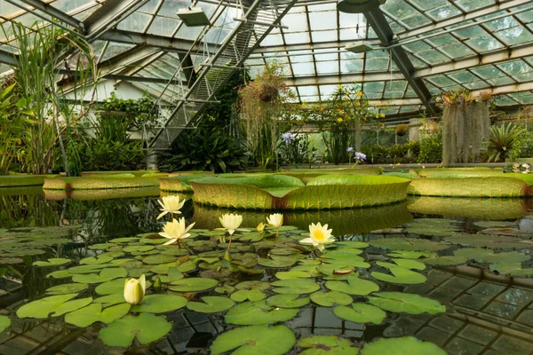 Water Lilies Water — Stock Photo, Image