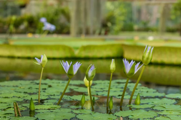 Kleine Blaue Blüten Aus Wasser — Stockfoto