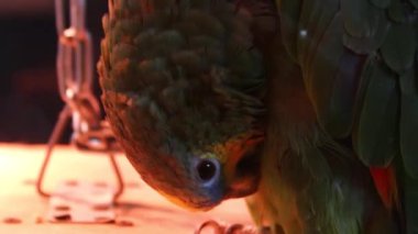 Yeşil papağan tüylerini fırçalıyor.