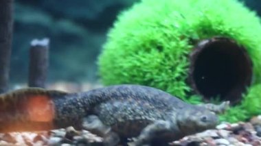 semender altta yüzer