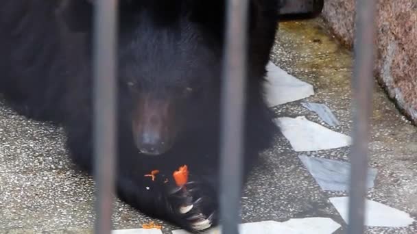 熊在笼里吃胡萝卜 — 图库视频影像
