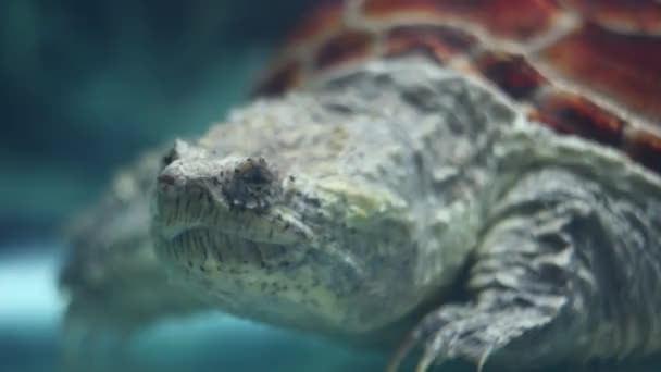 Snapping Turtle Water — Stock Video