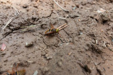 Arı yerde oturuyor.