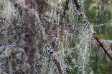 Ural ormanları yosunlu dallar