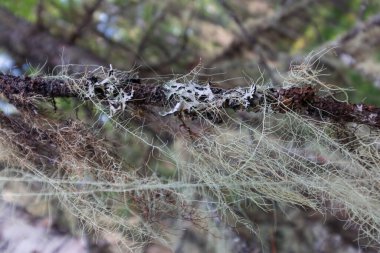 Ural ormanları yosunlu dallar