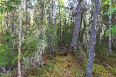 Ural ormanları yosunlu dallar