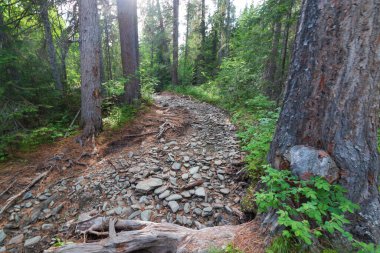 Rusya 'nın off-road orman yolları