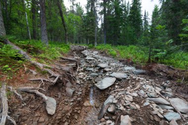 Rusya 'nın off-road orman yolları