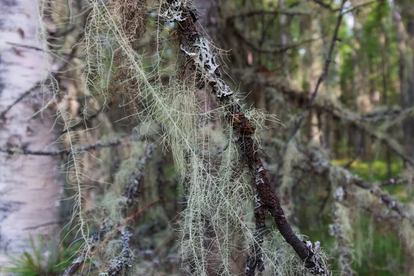 Ural Forests Branches Moss — Stock Photo, Image