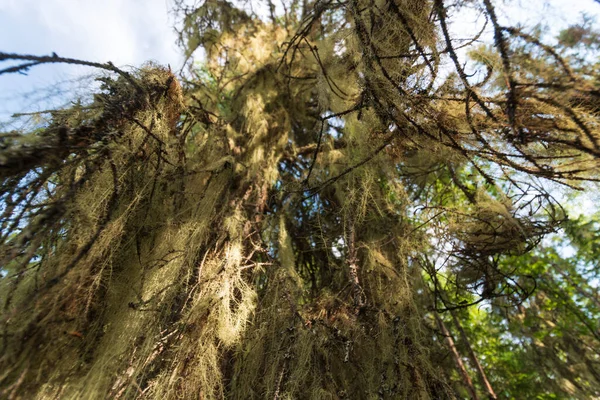 Ural Forests Branches Moss — Stock Photo, Image