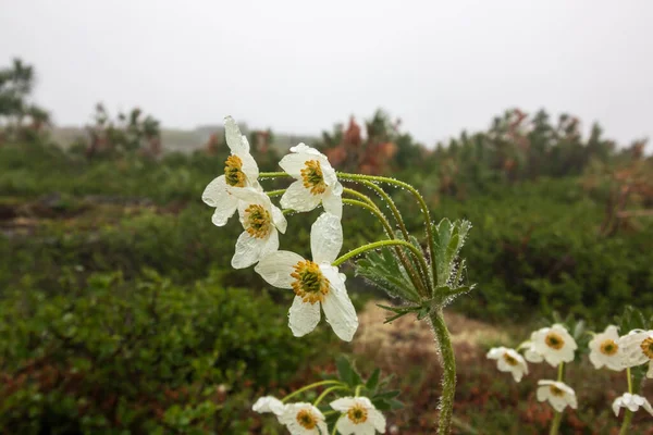 Dağdaki Şakayık Çiçekleri — Stok fotoğraf