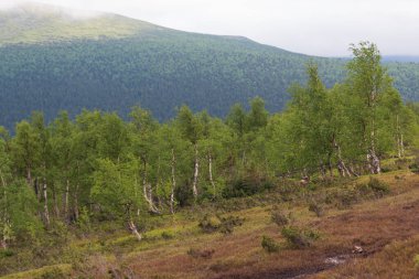Dağda büyüyen ağaçlar