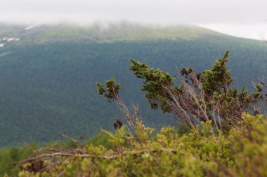 Dağda büyüyen ağaçlar