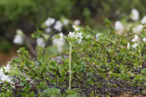 Soğukta Büyüyen Küçük Bitkiler — Stok fotoğraf