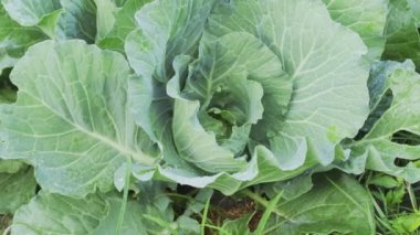 Bahçeye taze lahana ve yeşil yapraklar ekildi.