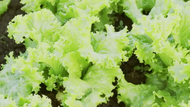 Κοντινό πλάνο Φρέσκια πράσινη σαλάτα στον κήπο — Αρχείο Βίντεο