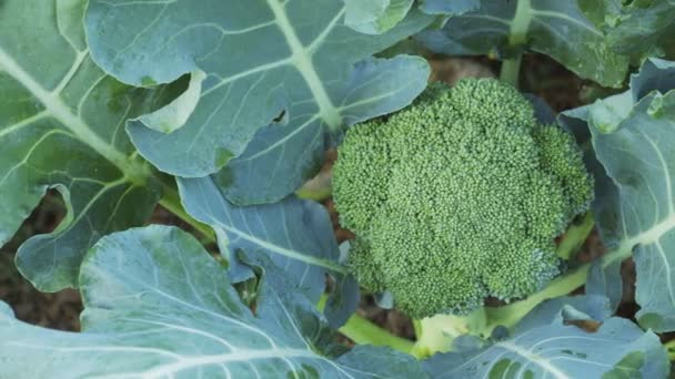 Broccoli freschi piantati e foglie verdi in giardino — Video Stock