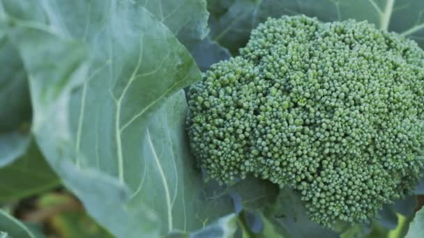 Frisch gepflanzter Brokkoli und grüne Blätter im Garten — Stockvideo