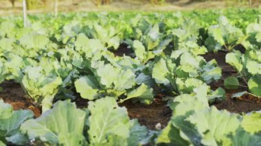 Yakın plan taze lahana ve yeşil yapraklar organik çiftlikte..