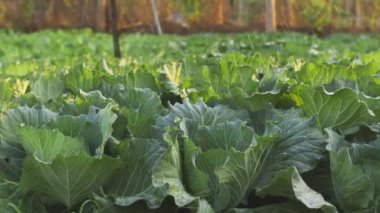 Yakın plan taze lahana ve yeşil yapraklar organik çiftlikte..