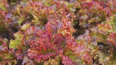 Organik çiftlikteki taze kırmızı salatayı kapat..