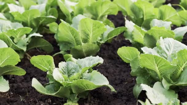 Close Lechuga Verde Fresca Orgánica Que Crece Granja Ecológica — Vídeo de stock