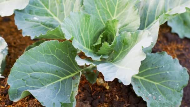 Close Fresh Planted Cabbage Green Leaves Organic Farm — Stock Video