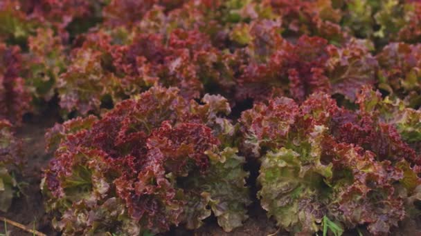 Ensalada roja fresca en granja ecológica. — Vídeo de stock