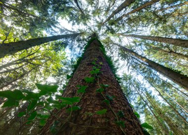 Yakın gövdesinde sarmaşık olan ağaçlar güneşli bir günde güzel bir orman örtüsü oluşturur..