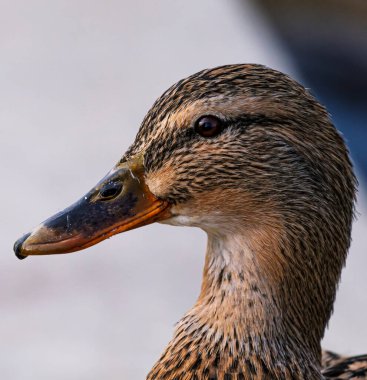 Vahşi bir ördeğin detaylı portresi..