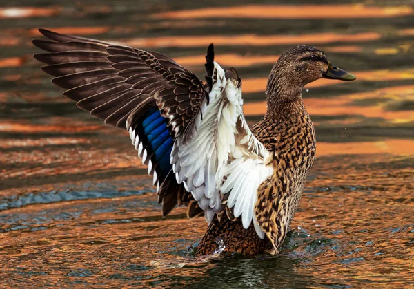Dişi Bir Ördeğin Suda Kanat Çırpışının Detaylı Fotoğrafı Telifsiz Stok Fotoğraflar