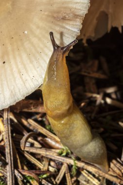 Orman zemininde küçük bir mantarın üzerinde küçük kahverengi bir sümüklüböcek..