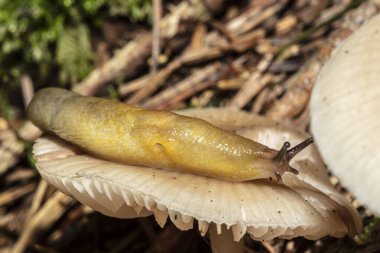 Orman zemininde küçük bir mantarın üzerinde küçük kahverengi bir sümüklüböcek..