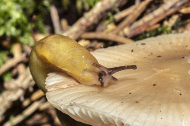 Orman zemininde küçük bir mantarın üzerinde küçük kahverengi bir sümüklüböcek..