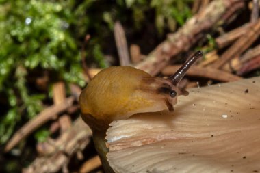 Orman zemininde küçük bir mantarın üzerinde küçük kahverengi bir sümüklüböcek..