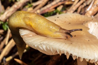 Orman zemininde küçük bir mantarın üzerinde küçük kahverengi bir sümüklüböcek..