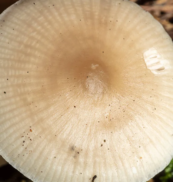 Ein Kleiner Weißer Pilz Auf Einem Waldboden — Stockfoto