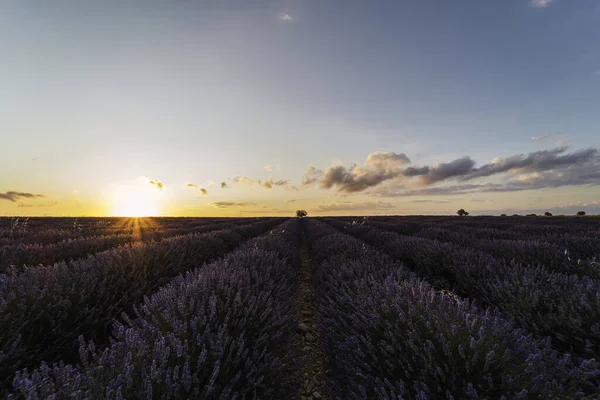Yaz tatillerinde Sunset 'teki lavanta tarlaları