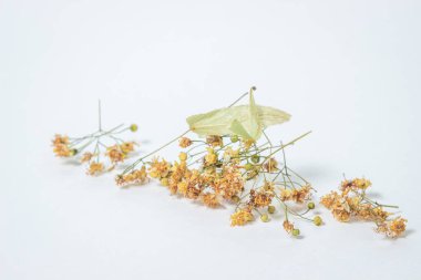 Beyaz arka planda kurumuş ıhlamur ağacı. Bir demet kurutulmuş ıhlamur. Şifalı bitkiler..