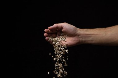 Siyah arka planda ayçiçeği tohumları. Tohumlar bir adamın elinden dökülüyor. Soyulmuş ayçiçeği çekirdeği